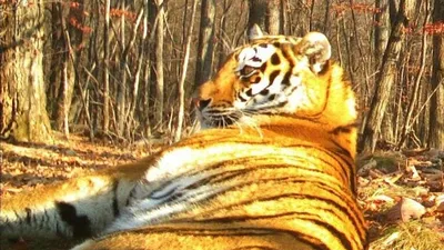 Картина по номерам «Рыжий кот» Тигр на дереве, Х-9106 купить в Минске:  недорого, в рассрочку в интернет-магазине Емолл бай