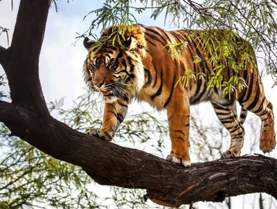 Изображение Тигр под деревом Кошки - Львы Тигры Леопарды