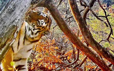 Реально ли спастись от тигра, забравшись на дерево | Заметки о животных |  Дзен