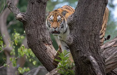 В Приморье грибники спасались от тигра на дереве