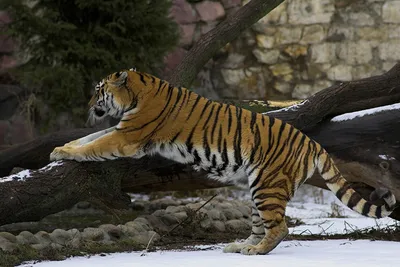 Не засиживайся в чате»: в Приморье тигр долго изучал «дерево посланий» -  «Экология России»