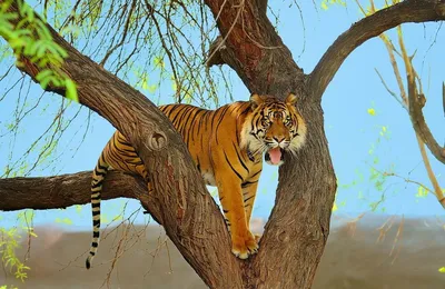 Онлайн пазл «Тигр на дереве»