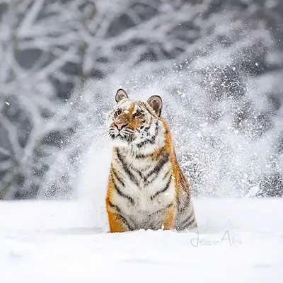 Тигр на снегу фото 