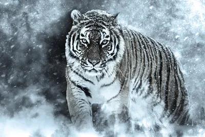 Изображение Белый тигр на снегу Кошки - Львы Тигры Леопарды
