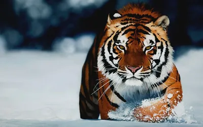 Тигр на снегу · Бесплатные стоковые фото
