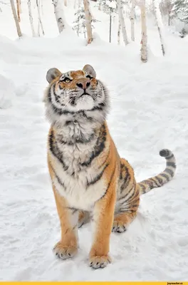 Зимний тигр в снегу» — создано в Шедевруме
