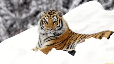 Амурский Тигр Снег - Бесплатное изображение на Pixabay - Pixabay