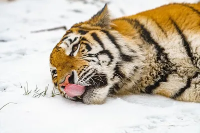 Скачать обои тигр, снег, зима, tiger, snow разрешение 1920x1200 #2743