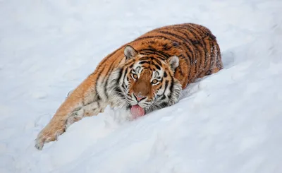 Тигры в снегу (36 фото) - 36 фото