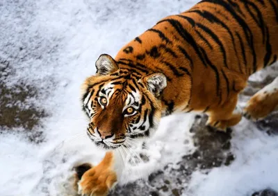 взрослый тигр идет по снегу, амурский тигр на снегу, Hd фотография фото,  глаз фон картинки и Фото для бесплатной загрузки