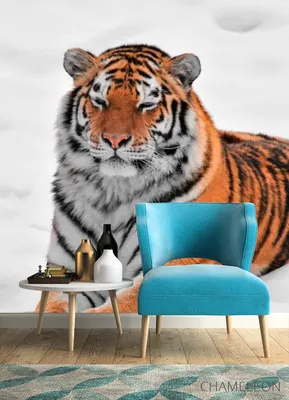 Картинка Тигр на снегу обои на рабочий стол