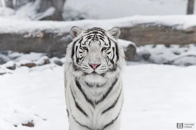Красивый амурский тигр на снегу тигр в зимнем лесу | Премиум Фото