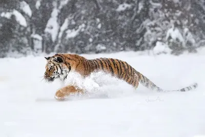 Тигр в снегу на фоне зимы стоковое фото. изображение насчитывающей портрет  - 166217320