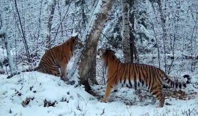 тигр в снегу смотрит вперед, амурский тигр, Hd фотография фото, бенгальский  тигр фон картинки и Фото для бесплатной загрузки