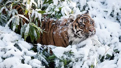 Фотообои Тигр в снегу», (арт. 13740) - купить в интернет-магазине Chameleon