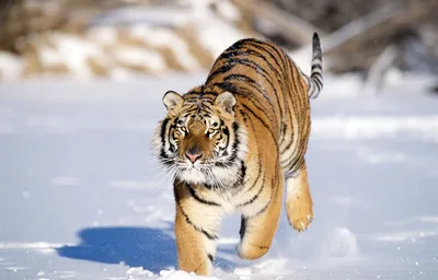 Фотообои \"Белый тигр на снегу\" - Арт. 180064 | Купить в интернет-магазине  Уютная стена