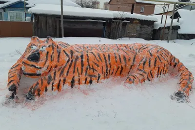 Амурские тигры резвятся в первом снегу: редкие кадры