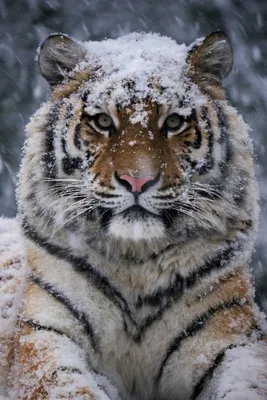 Скачать 1920x1080 тигр, снег, ветки, зима обои, картинки full hd, hdtv,  fhd, 1080p