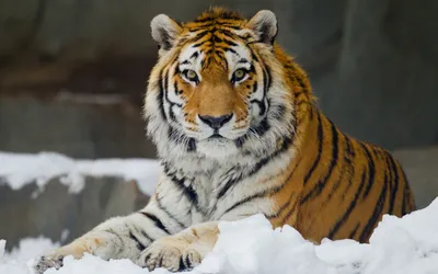 Сибирский Тигр Снегу Panthera Tigris стоковое фото ©riverriver 275618042