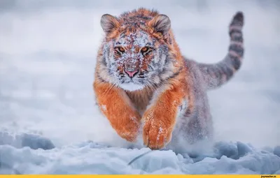 Обои тигр, tiger, cute animals, snow, winter, 4k, Животные #17397 -  Страница 3