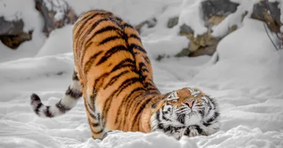 На Дальнем Востоке началась перепись амурских тигров :: Новости :: ТВ Центр