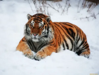 Фотографии тигр снега Животные 3840x2400