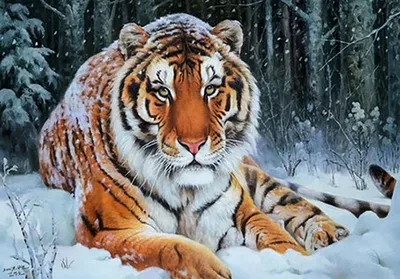 Прекрасный Амурский Тигр Снегу Тигр Зимнем Лесу стоковое фото ©yulia-zl18  191958576
