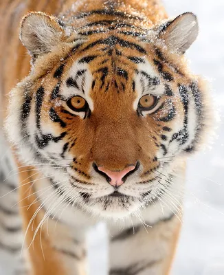 Самкам — тёплые места: как тигры и тигрицы поделили Приамурье - Новости РГО