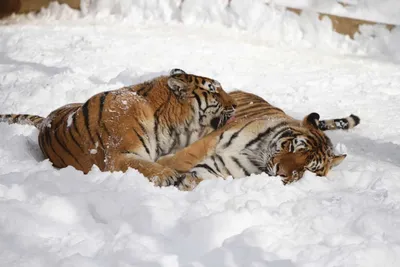 взрослый тигр в снегу, изолированный на черном фоне Стоковое Изображение -  изображение насчитывающей охотник, опасность: 234687221