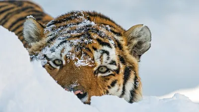Снежный тигр (42 фото) - 42 фото