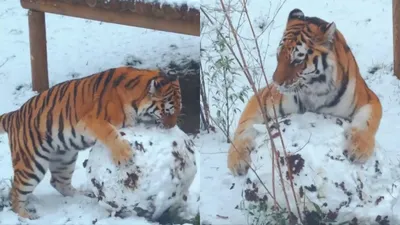 Тигр на снегу » Рыжие тигры » Кошачья галерея » Magnus Felidae (Великие  Кошачьи) - красота и превосходство!