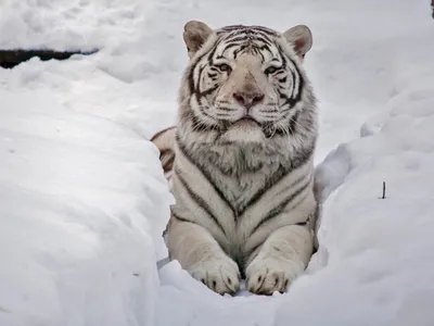 Обои Тигр на снегу Животные Тигры, обои для рабочего стола, фотографии тигр,  на, снегу, животные, тигры, снег, лежит, взгляд Обои для рабочего стола,  скачать обои картинки заставки на рабочий стол.