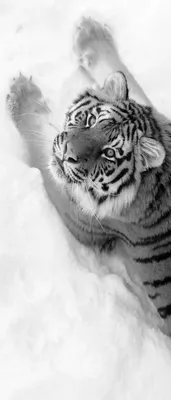 Тигр в снегу | Премиум Фото