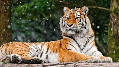 Обои тигр, снег, лежать, большая кошка картинки на рабочий стол, фото  скачать бесплатно