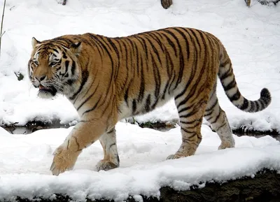 тигр в снегу смотрит в камеру, амурский тигр, тама зоологический парк Hd  фотография фото, бенгальский тигр фон картинки и Фото для бесплатной  загрузки