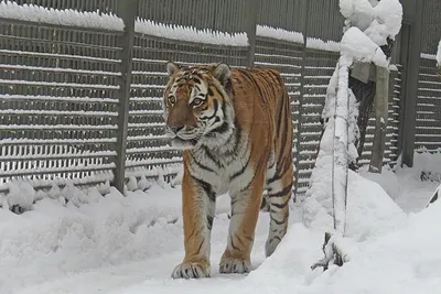 Живопись на холсте \"Тигр на снегу\", 40 см х 50 см - купить с доставкой по  выгодным ценам в интернет-магазине OZON (240793729)