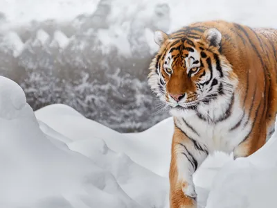 Пазл тигр и падающий снег - разгадать онлайн из раздела \"Животные\" бесплатно