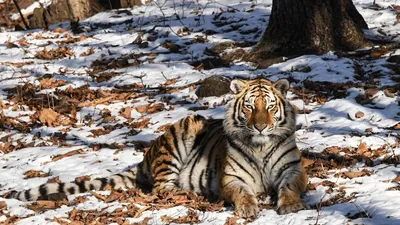В Новосибирском зоопарке тигр искупался в снегу и привел себя в порядок 24  декабря 2021 г. - 24 декабря 2021 - НГС.ру