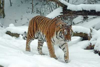 Тигр В Снегу — стоковые фотографии и другие картинки Уссурийский тигр -  Уссурийский тигр, Снег, Тигр - iStock