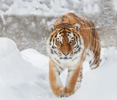Амурский тигр лежит на снегу» — создано в Шедевруме