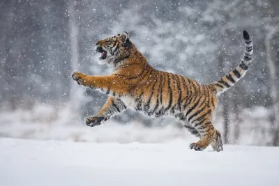 Бегущий Тигр По Снегу — стоковые фотографии и другие картинки Тигр - Тигр,  Снег, Бегать - iStock
