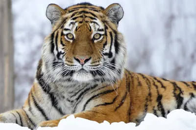 ᐉ Картина по номерам Strateg Тигр на снегу 40x50 см (VA-2698)