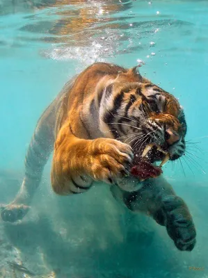 Тигр под водой фото фотографии
