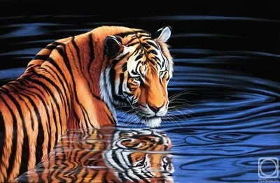 Тигр в воде» картина Эбзеева Шахарби (масло) — заказать на ArtNow.ru