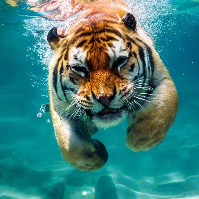 Картина Красивый Тигр В Воде — стоковые фотографии и другие картинки 2015 -  2015, Вертикальный, Вода - iStock