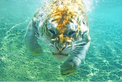 Картина по номерам Тигр в воде купить в интернет-магазине, подарки по  низким ценам