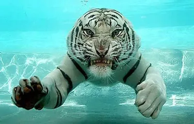 Тигры под водой в фотографиях.
