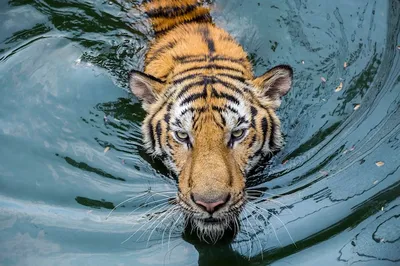 Картина по номерам на холсте \"Тигр в воде\" - купить с доставкой по выгодным  ценам в интернет-магазине OZON (314114045)