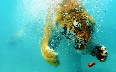 Почему кошки боятся воды, а тигры прекрасно плавают даже под водой? |  Мяу-Мяу | Дзен