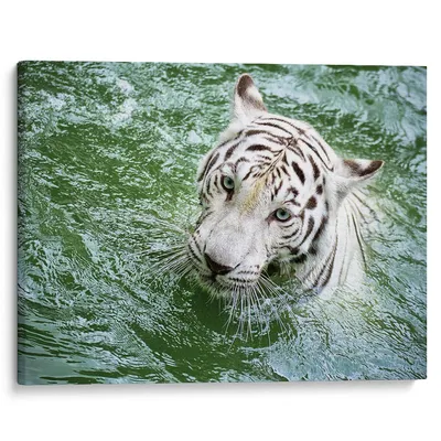 Фотообои Тигр пьёт воду купить в Глазове, Арт. 17-4302 в интернет-магазине,  цены в Мастерфресок
